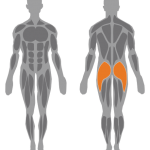 Gluteus_Machine_Muscle_Drawing